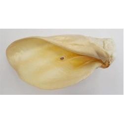 Liellopu ausis baltas, gab.